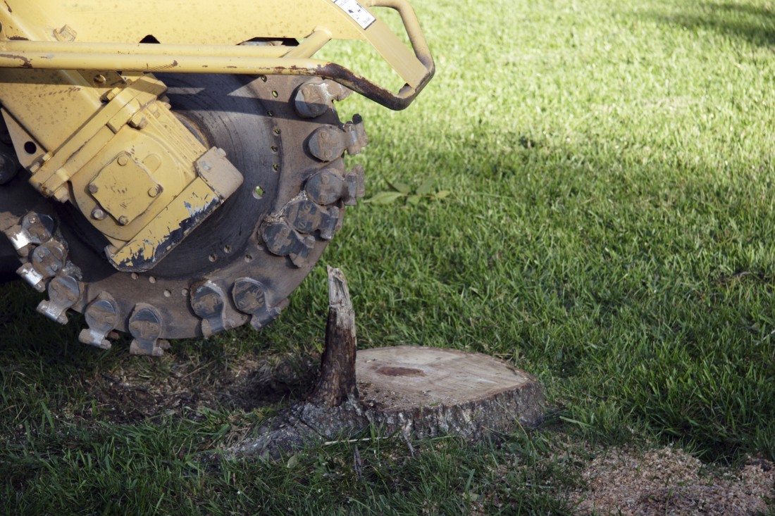 Lawn Care Berkley MI - Triple J's Landscaping - tree_stump_grinding